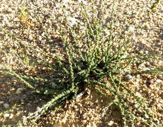 Selago divaricata shrublet