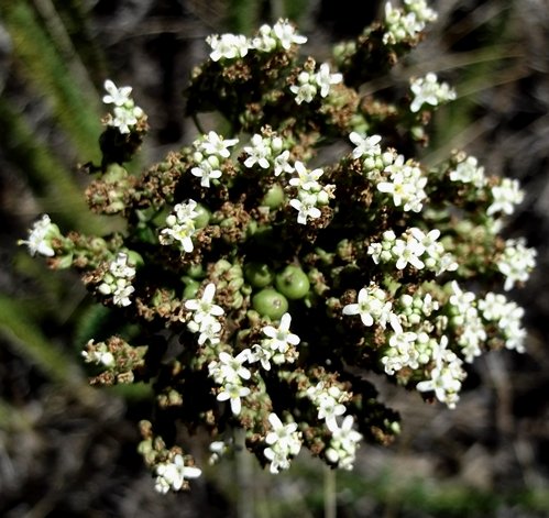 Selago dolosa flowers
