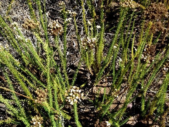 Selago dolosa leaves