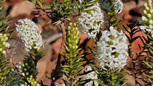 Selago glutinosa