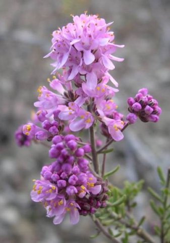 Selago luxurians flowers