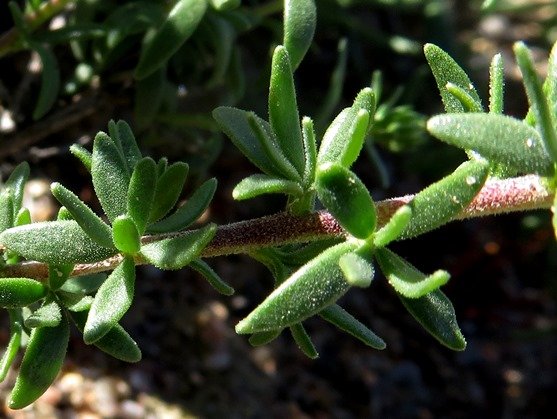 Selago divaricata leaves