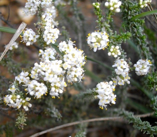 Selago myriophylla