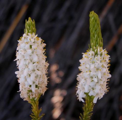Selago triquetra inflorescences