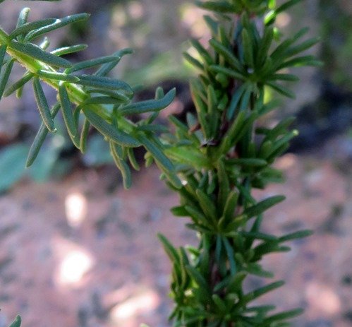 Selago villicaulis old and young branch