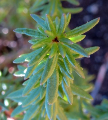 Selago villicaulis stem-tip