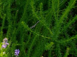 Selago canescens leaves