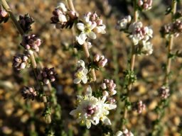 Selago divaricata