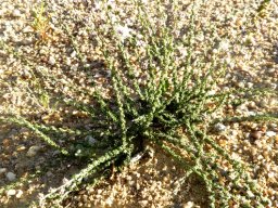 Selago divaricata shrublet