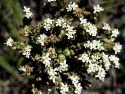 Selago dolosa flowers