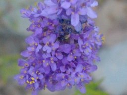 Selago linearis
