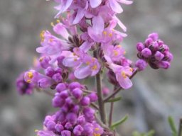 Selago luxurians flowers