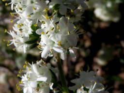 Selago divaricata flowering white
