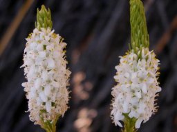 Selago triquetra inflorescences