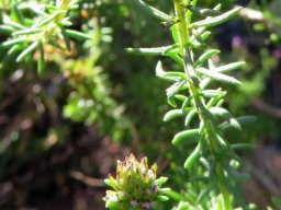 Selago villicaulis starting to flower