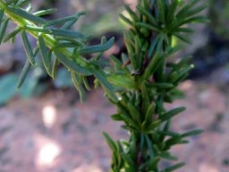 Selago villicaulis old and young branch