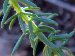 Selago villicaulis leaves