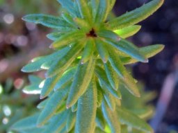 Selago villicaulis stem-tip