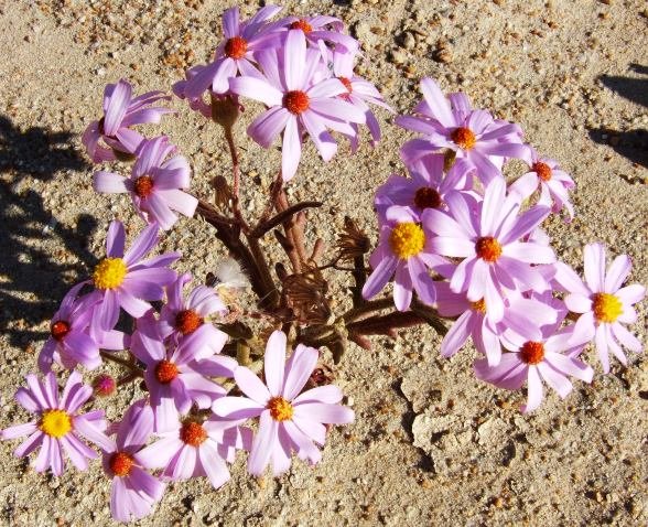 Senecio elegans at Kleinzee