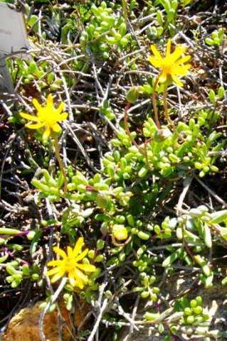 Senecio abbreviatus
