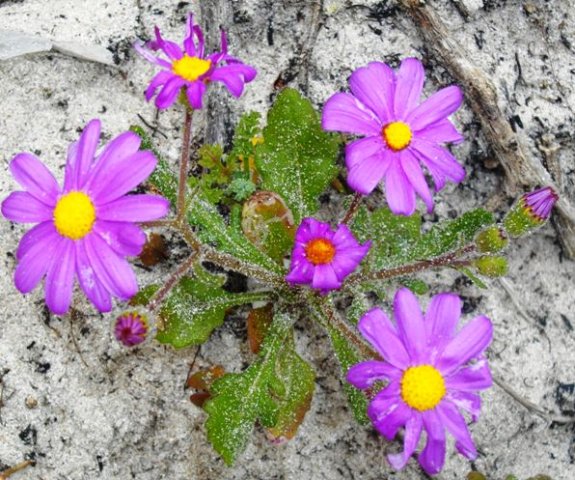 Senecio arenarius