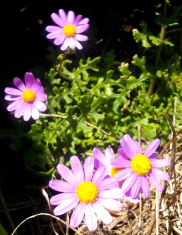 Senecio arenarius