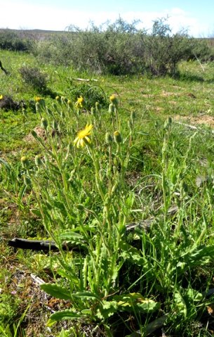 Senecio erosus
