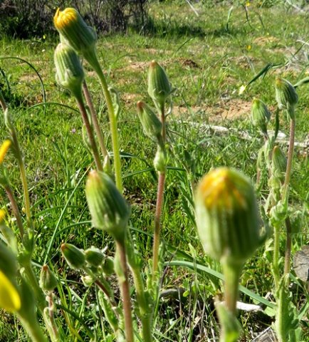 Senecio erosus buds