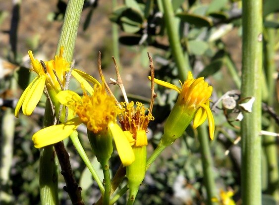 Senecio junceus flowerheads