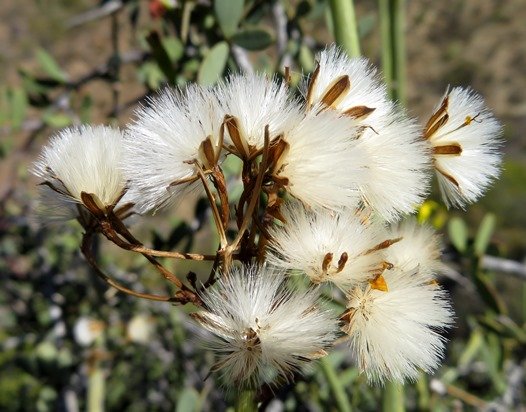 Senecio junceus selling brushes