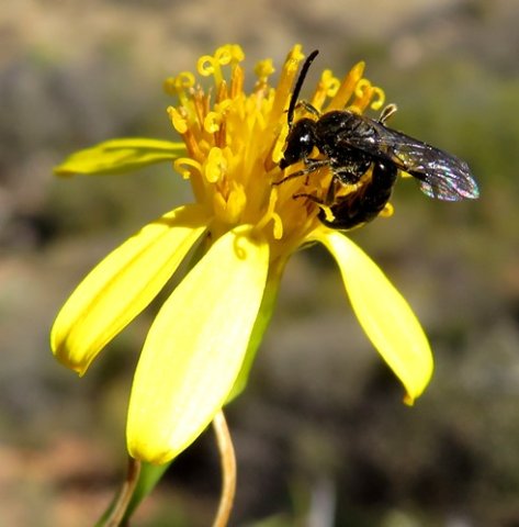 Senecio junceus entertaining