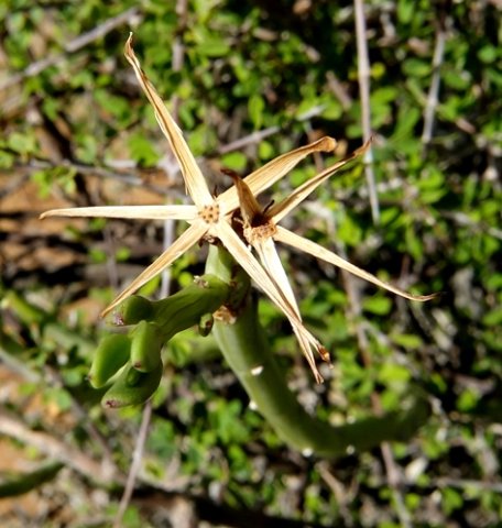 Senecio junceus flowerhead remains