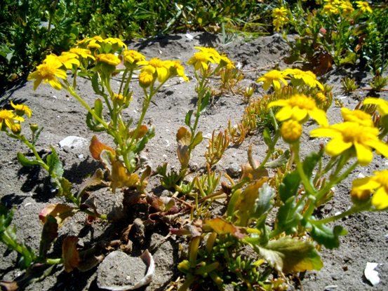 Senecio littoreus var. littoreus