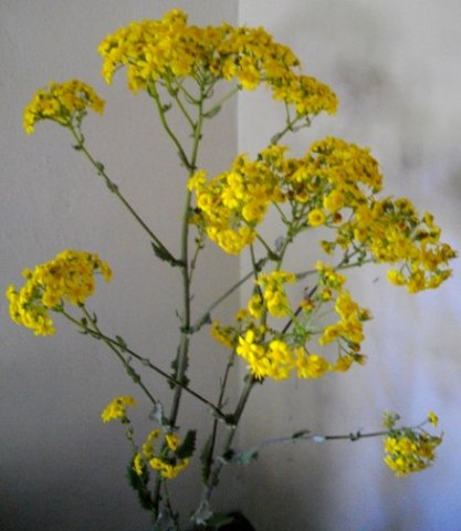 Senecio anapetes