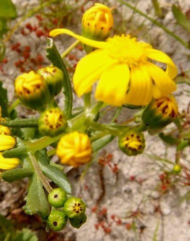 Senecio maritimus buds bearing dots 