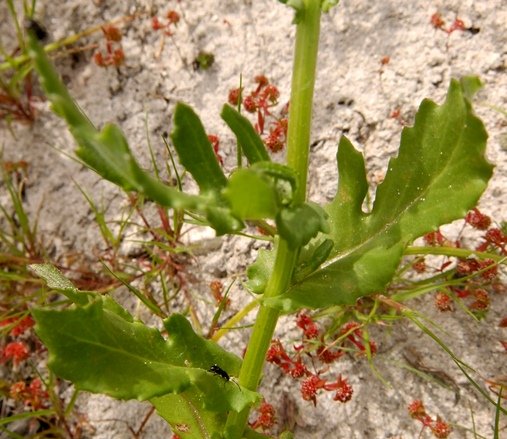 Senecio maritimus unusually lobed leaves