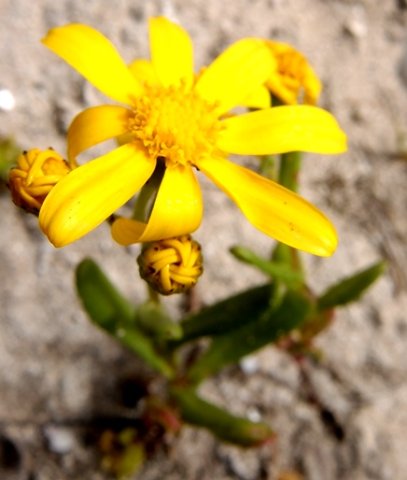 Senecio maritimus flowerhead