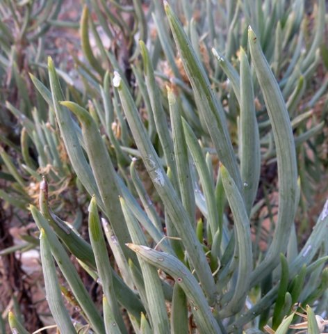 Senecio sarcoides leaves