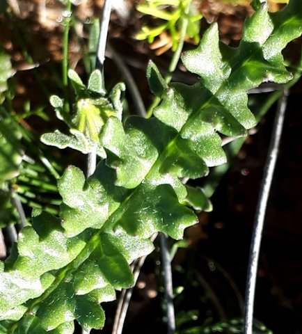 Senecio spiraeifolius leaf part
