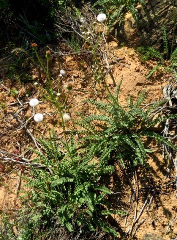 Senecio spiraeifolius after flowering