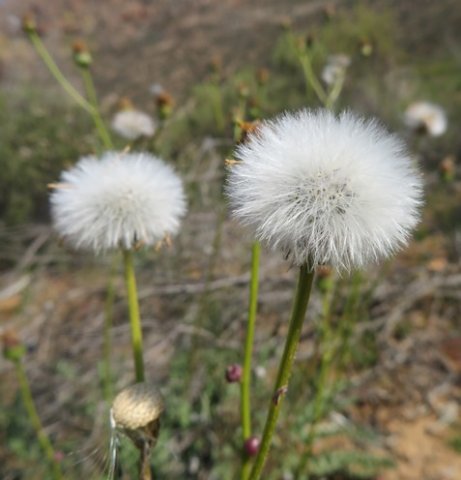 Senecio spiraeifolius fruit fluff-balls