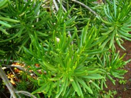Senecio barbertonicus leaves