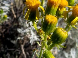 Senecio cinerascens brown bract tips