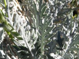 Senecio cinerascens leaves