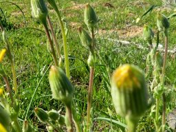 Senecio erosus buds