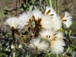 Senecio junceus selling brushes