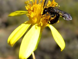 Senecio junceus entertaining