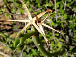Senecio junceus flowerhead remains