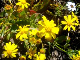 Senecio littoreus var. littoreus, the yellow hongerblom 