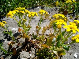 Senecio littoreus var. littoreus